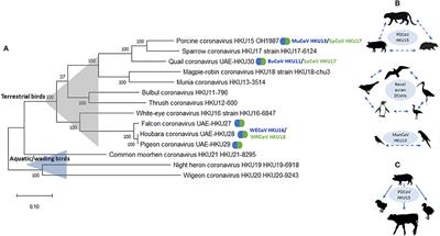 Deltacoronavirus Evolution and Transmission: Current Scenario and Evolutionary Perspectives